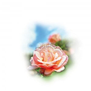 Huiles Essentielles Rose